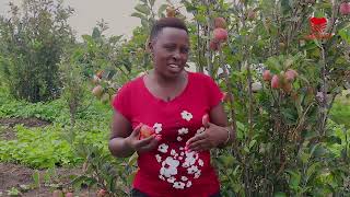 Wambugu Apple Farm  Laikipia Kenya [upl. by Mutz]