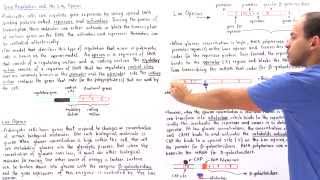 Gene Regulation and the Lac Operon [upl. by Adliw952]