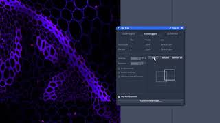 Confocal Clarity Mastering the LSM880 Panoramic scan Part 5 [upl. by Yi852]