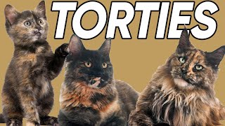 5 Terrific Facts About Tortoiseshell Cats [upl. by Yecak]