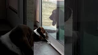 Perro no puede abrir la puerta de perros y cree que su madre lo deja [upl. by Nitsraek624]