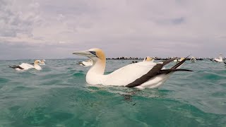 Adaptations of the Australasian Gannet  Dolphin Watch TV [upl. by Keryt647]