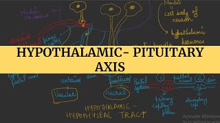 Hypothalamic Pituitary axis I Endocrine Physiology [upl. by Nauqal]