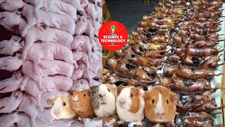 INCREDIBLE GUINEA PIG FARMINGGUINEA PIGS ARE SO CUTE WHY DO PEOPLE EAT THEMAMAZING LIVESTOCK FARM [upl. by Alameda]