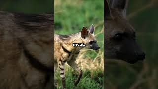 The Gentle and Mysterious Aardwolf aardwolf animalfacts animalkingdom wildlife Africa [upl. by Spragens]