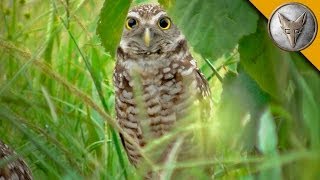 A Rare Glimpse of the Burrowing Owl [upl. by Silden725]