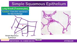 Epithelium Histology Practical I DrSOLTAN [upl. by Townsend]