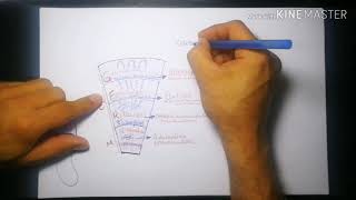 SUPRARRENAL  ALDOSTERONA CORTISOL ANDROGENOS CATECOLAMINAS [upl. by Donall]