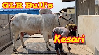 Garikapati Lakshmaiah Chowdary gari up coming new category bull Gottepadu [upl. by Erund]