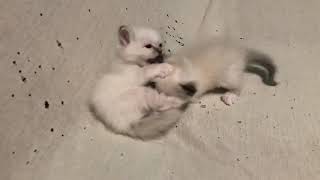 Birman kittens in my kindergarten  wwwbirmanseu [upl. by Aibun]