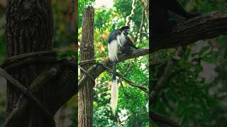 Mantled Guereza Guereza Colobus guereza in Old World Monkey Family Cercopithecidae [upl. by Araccat185]