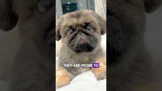 The Pekingese are Amazing dog breed [upl. by Ardehs]