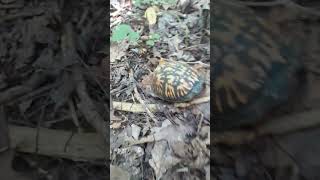 Another Eastern box turtle in nature on naturewalk [upl. by Yakcm799]