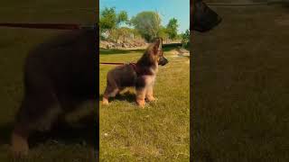 jarman safed dog puppy 1 month  1 महीने का जर्मन शेफर्ड best with me  jarman safed double coat [upl. by Crandall40]