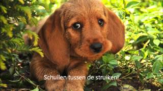 Brioche basset fauve de bretagne [upl. by Aihsia]