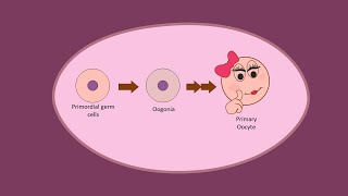 Oogenesis part 1  Development of Oocytes Primary before birth [upl. by Shriver]