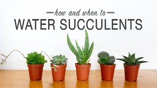 How and When to Water Succulents [upl. by Menedez980]