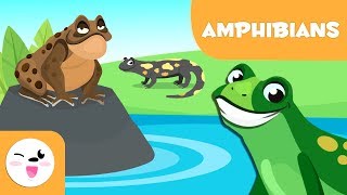 Amphibians for kids  Vertebrate animals  Natural Science For Kids [upl. by Aloel]