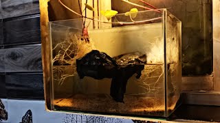 Ep 6 Water Change Shrimp Tank  Sweet Potato Setup In Shrimp Tank  Nano Aquarium  No Filter [upl. by Chae]