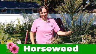 Conyza canadensis aka Horse Weed or Marestail [upl. by Phineas]