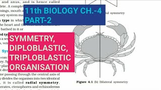 Class 11 BiologyCh4 Part2Symmetry Diploblastic amp triploblastic orgStudy with Farru [upl. by Ahsimek921]