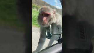 Longleat safari park Uk monkeys wowed [upl. by Sardella]