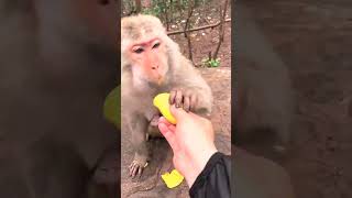 EP34 🐵 Amazing Monkey Moments  V Reels VReels168 [upl. by Anerehs]