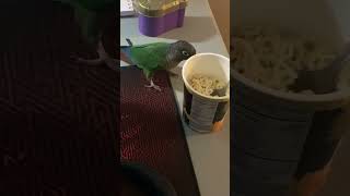 Cheeko caught stealing rap snacks noodles Caught red handed caught caughtin24k conure parrot [upl. by Eldrida]