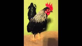 Serama rooster crowing [upl. by Suryc449]