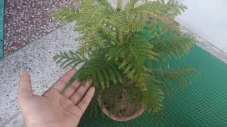 How to grow and care ARAUCARIA plant christmas 🌲 tree in hindi [upl. by Eamanna411]