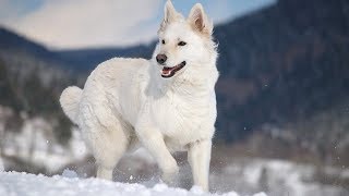 12 Things You Didn’t Know about the White German Shepherd [upl. by Hanni621]