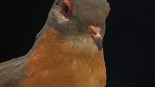 Last Surviving Passenger Pigeon on Display [upl. by Fraase]