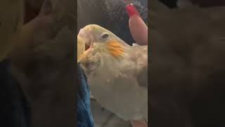 Baby bird feeding bird cockatiel feeding pets fyp reels shorts shortvideo animals baby [upl. by Nomael670]