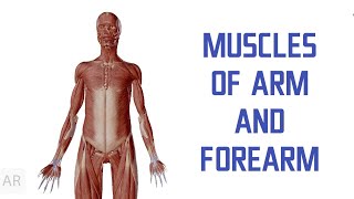 Muscles Of Arm And Forearm  Flexor And Extensor Muscles 3D [upl. by Call]