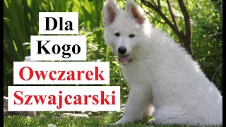 Dla Kogo Owczarek Szwajcarski [upl. by Acker]