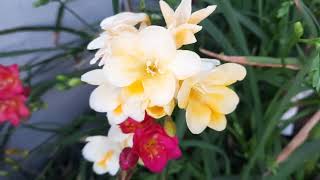 Freesia Flower Information [upl. by Alanson109]