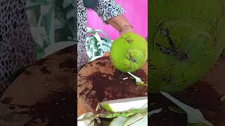 cutting green young coconut superbly🌴🥥 cuttingskills coconut fruit [upl. by Antebi]