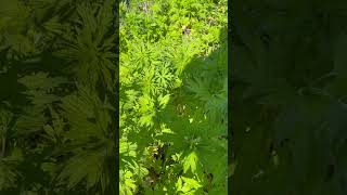 Finally find some motherwort plants [upl. by Yleme9]