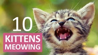 10 KITTENS MEOWING  Make your Cat Go Crazy HD [upl. by Aidnyc596]