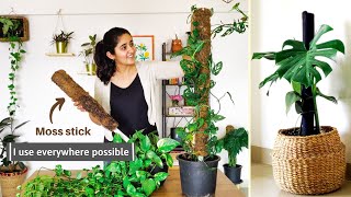 How and Why You should use Moss Stick for Indoor Plants [upl. by Airehtfele]