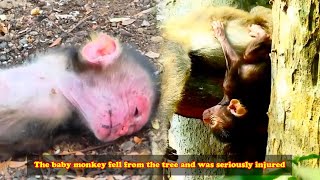 The poor monkey fell from a high tree and was seriously injured [upl. by Connell]