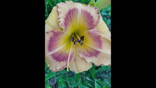 Daylily March 2024 [upl. by Duwalt14]