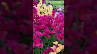 Львиный зев садуAntirrhinum💐 flowerworld цветы flowers [upl. by Heall]