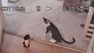 Cat gets jiggy mimicking a toy [upl. by Philipines]