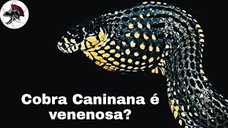 Cobra Caninana é venenosa a Cobra do bem  Biólogo Henrique o Biólogo das Cobras [upl. by Daffi924]