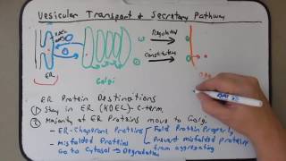 Podcast Day 24 Secretory Pathway [upl. by Posehn698]