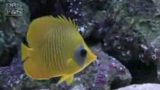 Golden Semilarvatus Butterflyfish Chaetodon semilarvatus  LiveAquariacom [upl. by Ellebyam]