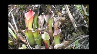 A bunch of Heliamphora amp more Chimanta Tepui and LosTestigos With Stewart McPherson [upl. by Asirehc]