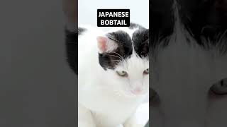 Japanese Bobtail Traits and Characteristics [upl. by Ahsimrac]