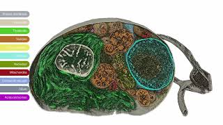 3D imaging of a Chlamydomonas reinhardtii imaged with Hydra Bio PlasmaFIB [upl. by Knowles]